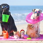 Переезд на ПМЖ в Барселону с Домашними Питомцами: Жилье, Регистрация и Пляжи для Собак